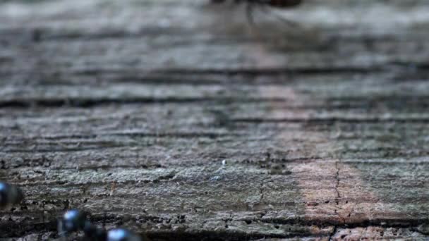 Mrówki z trudem przechodzą przez starą drewnianą powierzchnię - Materiał filmowy, wideo