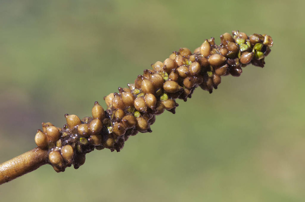 Potamogeton polyganifolius pondweed водное растение, которое иногда покрывает всю поверхность ручьев и пруд захолустья
 - Фото, изображение