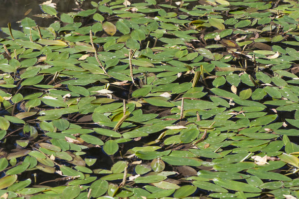 Potamogeton polyganifolius pondweed planta acuática que a veces cubre toda la superficie de arroyos y estanques de remansos
 - Foto, Imagen