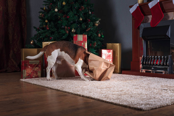 Beagle im leeren Raum mit Weihnachtsdekoration. - Foto, Bild