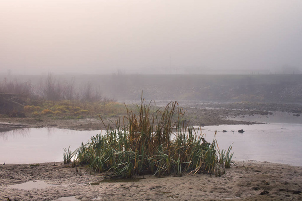 mistig landschap, riet bij de rivier in de winter - Foto, afbeelding