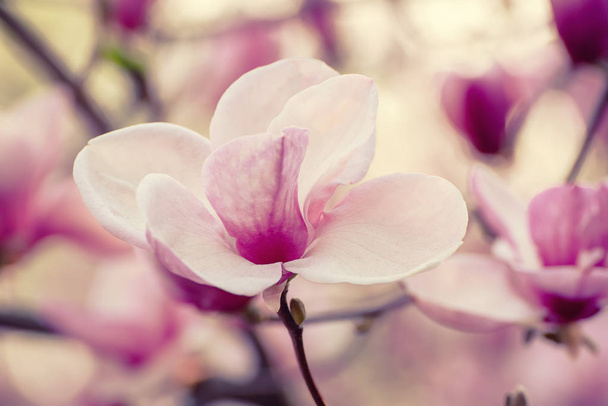 Magnolia spring flowers - Fotografie, Obrázek