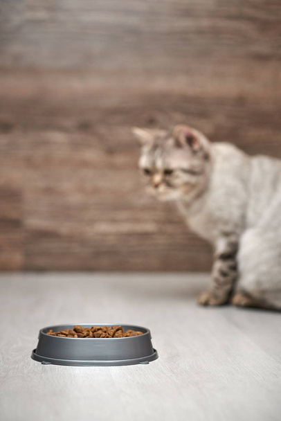 Scottish gato reto senta-se ao lado de uma tigela de comida
. - Foto, Imagem