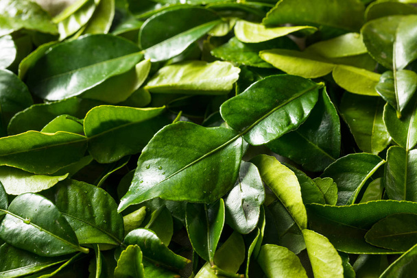 Raw Green Organic Kaffir Lime Leaves - Фото, изображение