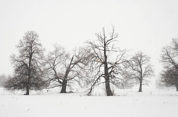 Winter landscape with snow covered land and bare trees - Photo, image