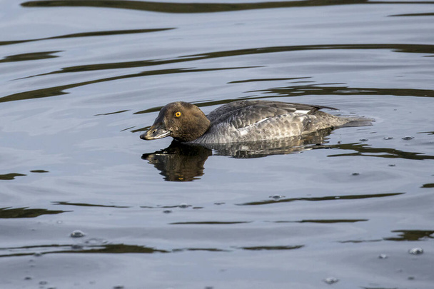 Female goldeneye swims in calm water. - Photo, Image
