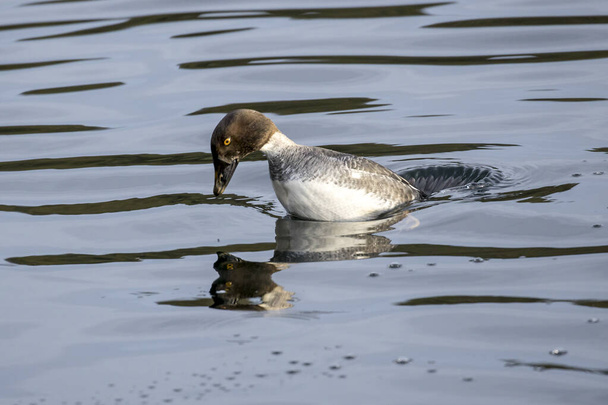 Female goldeneye starts to dive under water. - Photo, Image