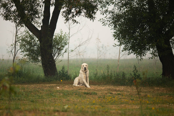 Cute dog sitting on field with green trees - Photo, image