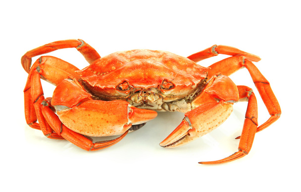 Boiled crab isolated on white - Foto, imagen