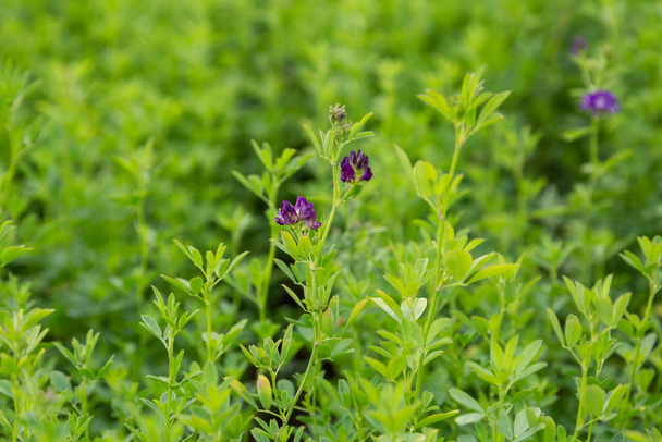 Alfalfa, Medicago sativa, also called lucerne, is a perennial flowering plant in the pea family. It is cultivated as an important forage crop in many countries around the world. - Photo, Image