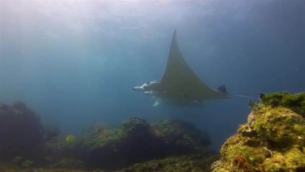 Graceful Manta Rays Pair. Group Of Beautiful Peaceful Big Mantas Swimming Together. Sea Rays Or Pelagic Filter Feeders Marine Life Gliding Over Cleaning Station In Blue Sea Water & Sunlit Sea Surface - Footage, Video