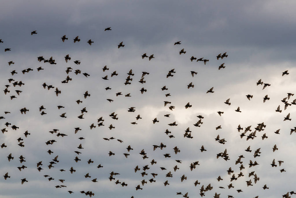 Troupeau d'oiseaux volant dans le ciel - Photo, image