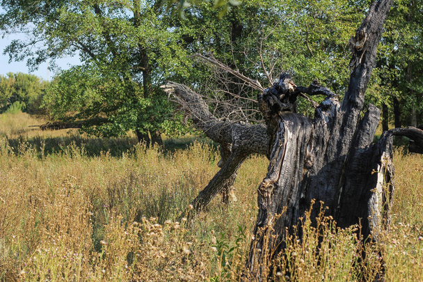 森の中の枯れ木。中央ヨーロッパの自然保護区にある古い木の丸太。秋. - 写真・画像