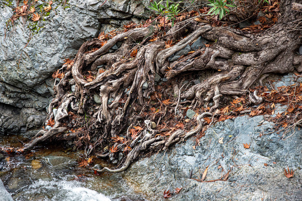 Tree roots resting on a rocky river surface.  - Zdjęcie, obraz