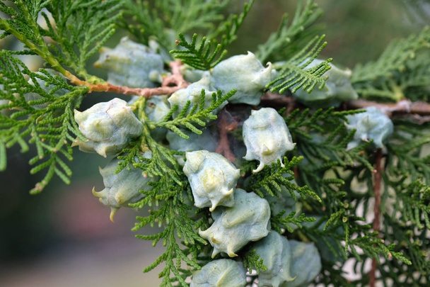 A sprig of green western thuja with cones closeup. Thuja occidentalis coniferous plant. There are a lot of pale green cones on the branch. It is used in landscape design, medicine, perfumery. - Photo, Image