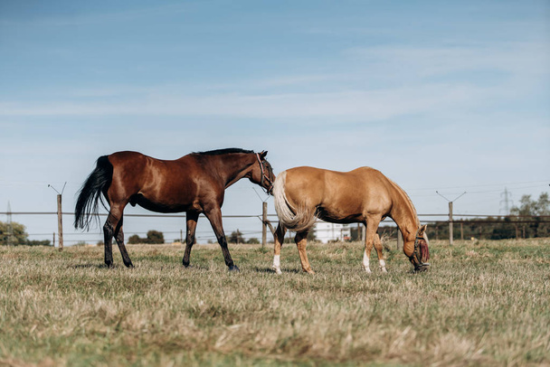 Horse farm. Horses on a horse farm. Horses graze on a horse farm. - Fotografie, Obrázek