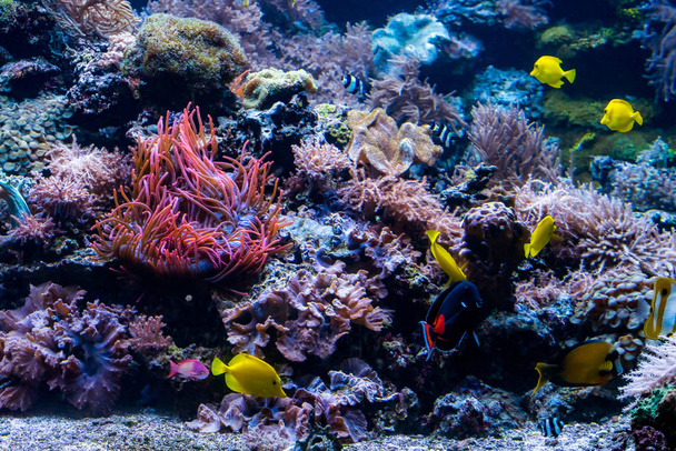 underwater coral reef landscape with colorful fish and marine li - 写真・画像