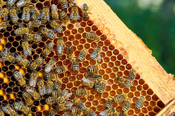 Vista da vicino delle api che lavorano sul favo con miele dolce. Il miele è apicoltura prodotti sani
. - Foto, immagini