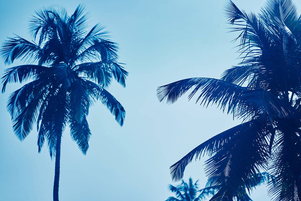 Tops van palmbomen tegen de lucht closeup - Foto, afbeelding