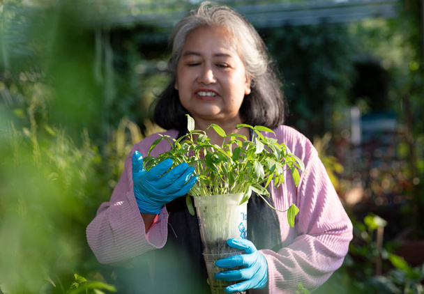 Retired senior woman smiling and holding sprout pot at the outdo - Фото, зображення
