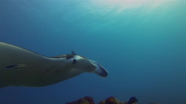 Graceful Manta Ray Close Up Swimming Overhead. Alimentador de filtro pelágico Vida marina
 - Imágenes, Vídeo