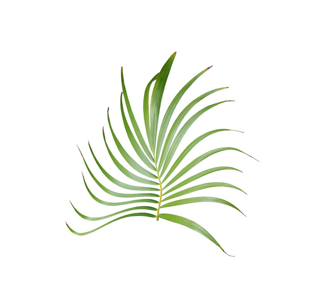 tropické zelené palmové listy izolované na bílém pro letní pozadí - Fotografie, Obrázek