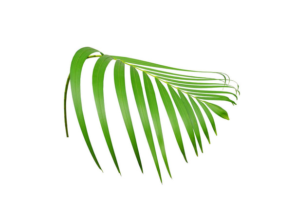 tropical green palm leaf isolated on white for summer background - Photo, Image