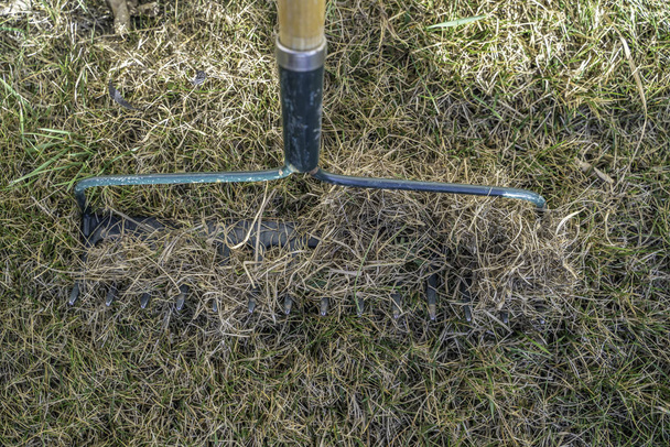Rastrillo de jardín y pila de hierba muerta del césped después del invierno
 - Foto, Imagen
