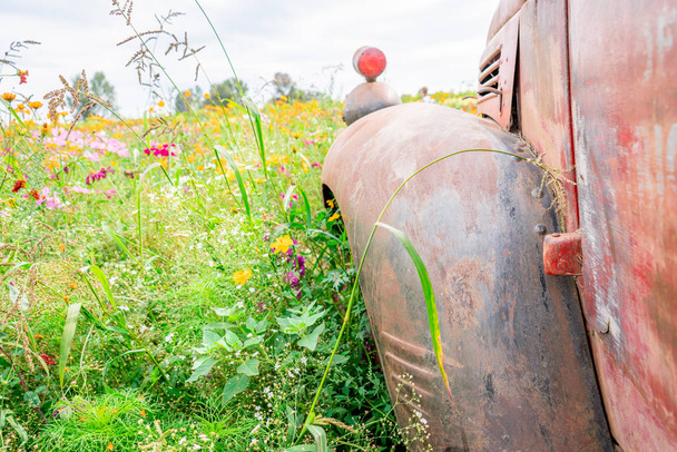 Cubierta rústica vieja de la rueda del tractor con la luz de señal que muestra en un campo de flores verde y rosa
 - Foto, imagen