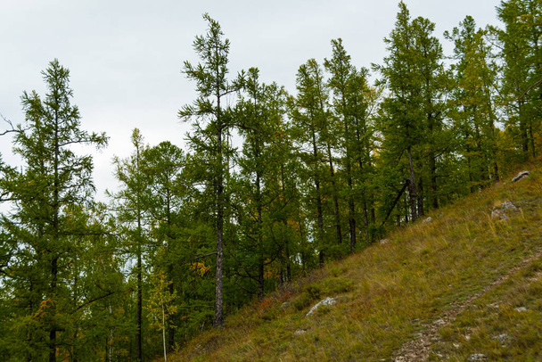 άλσος από κωνοφόρα στην πλαγιά του λόφου, πεζοπορία στο δάσος του Larch, τουριστικό ταξίδι στη φύση - Φωτογραφία, εικόνα