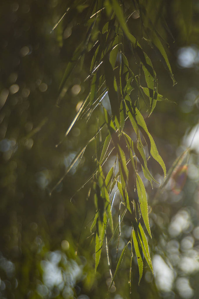 takken van een boom in het voorjaar. wilgentak op een achtergrond van zonlicht. groene wilgenbladeren. wandelen in het park - Foto, afbeelding