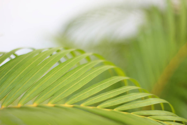 green tropical palm leaf with shadow on white wall - Фото, изображение