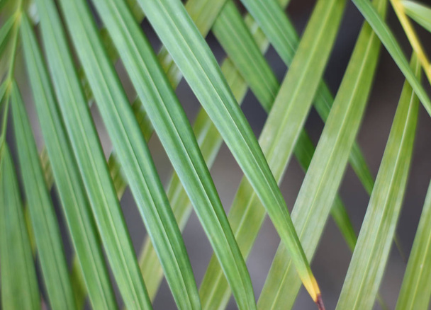 groen tropisch palmblad met schaduw op witte muur - Foto, afbeelding