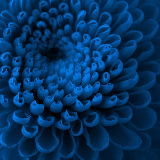Close up photograph of a flower. Color of the year 2020 Classic Blue. - Image - Zdjęcie, obraz