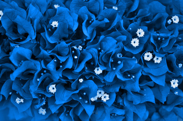 Bougainvillea flowers close up. Floral background. Color of the year 2020 Classic Blue. - Image - Photo, Image