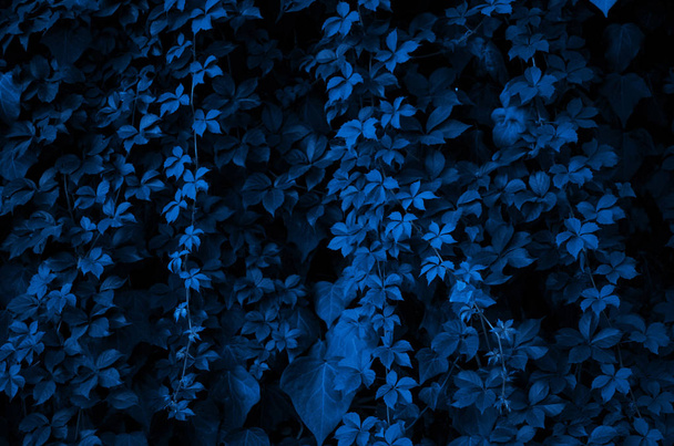  Pattern of the leaves of plants. Color of the year 2020 Classic Blue. - Image - Foto, Imagem