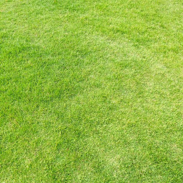 Зеленая текстура травы для фона. Зеленый рисунок газона и textu
 - Фото, изображение