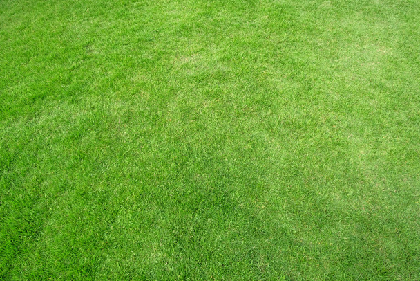 Modèle d'herbe verte et texture pour le fond. - Photo, image