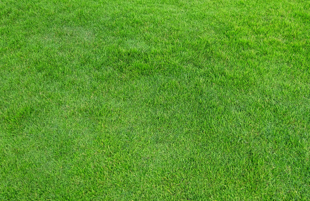 Green grass pattern and texture for background. - Photo, Image
