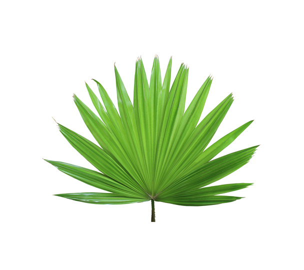 trópusi zöld kínai szélmalom pálma levél fa elszigetelt fehér - Fotó, kép