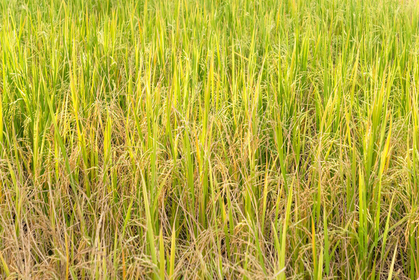 Paddy rice in field in rainy season. - Photo, Image