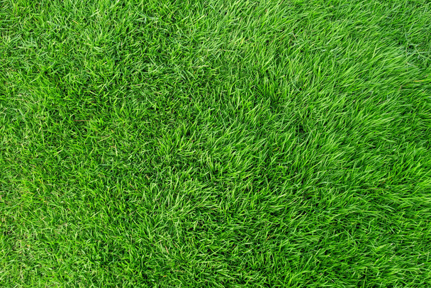 Grünes Gras Textur für Hintergrund. Muster und Textur des grünen Rasens - Foto, Bild