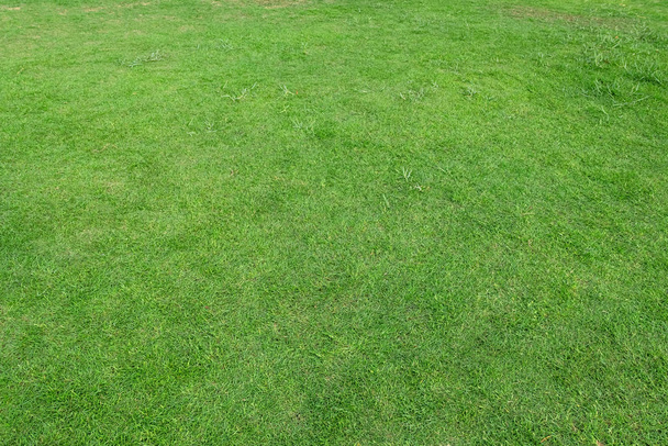 Green grass texture for background. Green lawn pattern and textu - Photo, Image