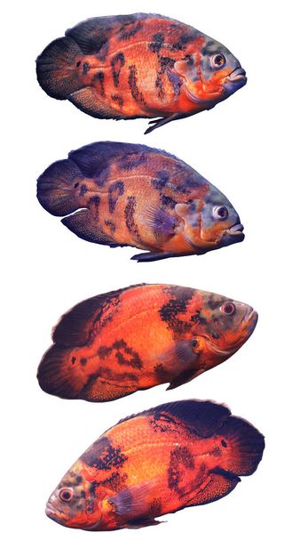 Set of bright oscar fish on white background - Photo, image