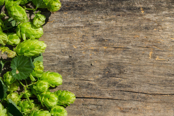 Hop cones on rustic wooden background. Ingredient for beer production. Top view with copy space - Photo, Image