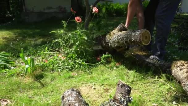 Hands with chainsaw sawing trunk of fallen tree in garden. Gimbal motion - Footage, Video