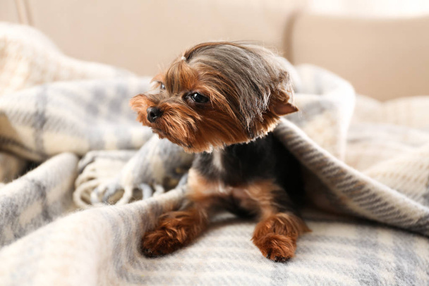 Cute Yorkshire terrier dog covered with plaid on sofa - Foto, afbeelding