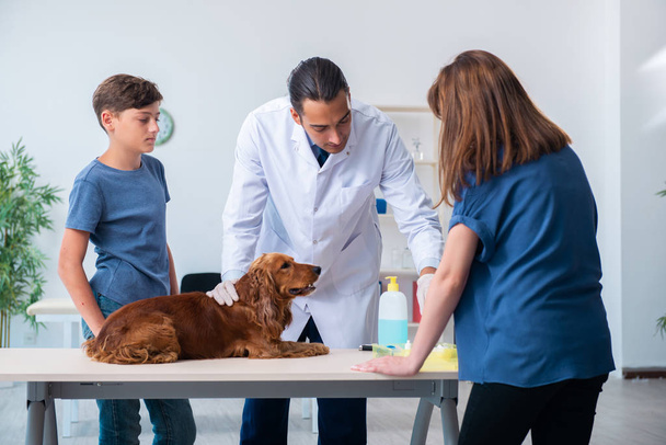 Veteriner doktor Golden Retriever 'ın köpeğini muayene ediyor. - Fotoğraf, Görsel