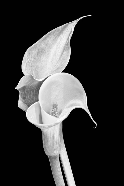 monochrome pair of calla blooms,black background,fine art still life - Photo, Image
