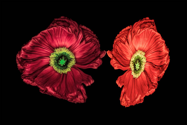 Surrealistinen pari punaista silkkiä unikko kukkii makro eristetty musta
 - Valokuva, kuva